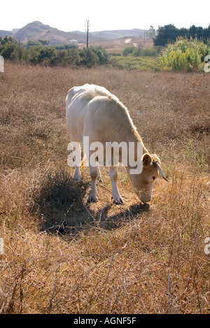 dh Mastichari Bereich MASTICHARI Bereich Griechenland KOS angebunden Kuh Beweidung in Peeling Land Felder Stockfoto