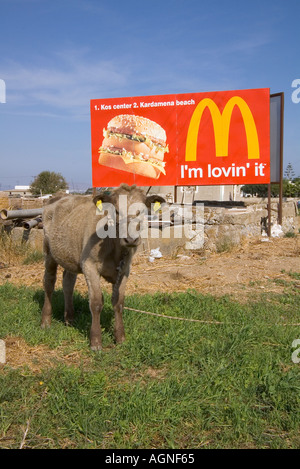 dh MacDonalds MASTICHARI REGION GRIECHENLAND KOS Tethered Kalb im Feld im lovin it Werbeschild Kuh ad mcdonalds Werbetafel gebunden Stockfoto