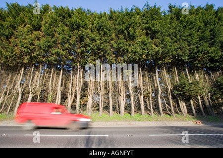 Monster high Leylandii Hecke auf einer Straße-Grenze Stockfoto