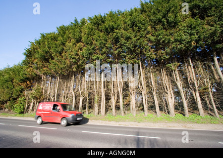 Monster high Leylandii Hecke auf einer Straße-Grenze Stockfoto