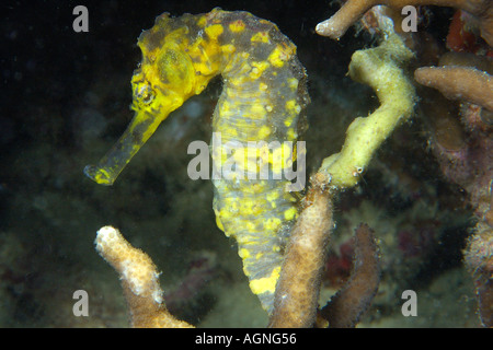 Tigertail Seepferdchen Hippocampus kommt männlichen Malapascua Cebu Philippinen Visayan Nordsee Stockfoto