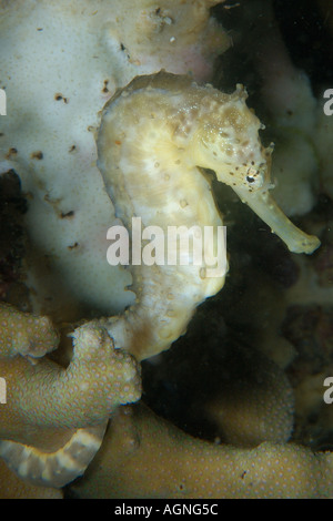 Tigertail Seepferdchen Hippocampus kommt Malapascua Cebu Philippinen Visayan Nordsee Stockfoto