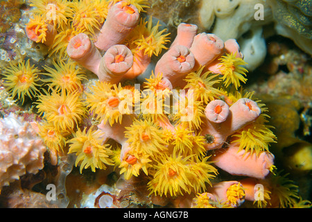 Korallen-Orange Cup Tubastrea Faulkneri offen und geschlossen Polypen Gato Island Cebu Philippinen Stockfoto