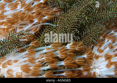 Blume weichen Korallen Xenia sp und Feather Star Gato Island Cebu Philippinen Stockfoto