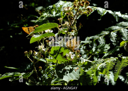 Gewaschene Fritillaria Argynnis Paphia Fütterung auf Blackberry Blumen Rubus Fruticosa Silber Stockfoto