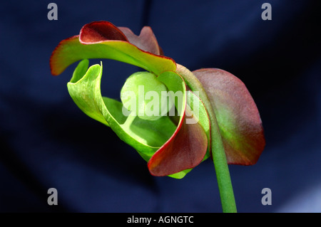 Lila Schlauchpflanze Sarracenia purpurea Stockfoto