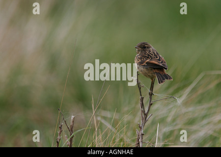 Schwarzkehlchen thront auf Zweig Stockfoto