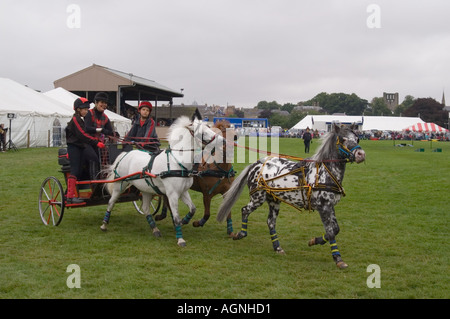 Amanda Saville und British pony treibende Team Teil ihrer Show Chariots of Fire Stockfoto