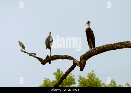 Wollig-necked Storch Ciconia Episcopus und Teich Reiher Ardeola Grayii Kanha National Park, Madhya Pradesh, Indien Stockfoto