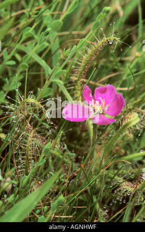 Drosera, Insectivorous Pflanzen in Kas, Satara, Maharasthra, Indien Stockfoto