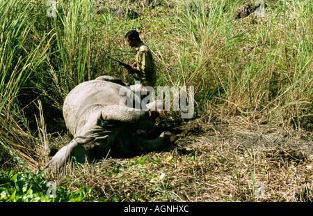 Totes Rhino, bewacht von Wald bewachen, Kaziranga, Assam, Indien Stockfoto