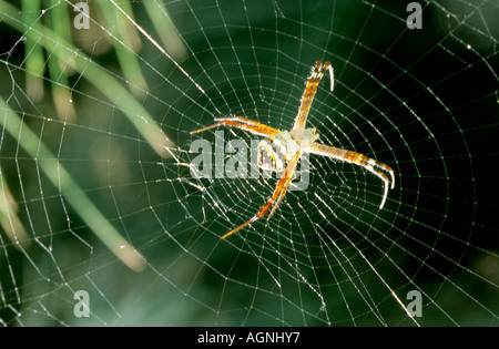 Unterschrift SPIDER Argiope sp, ARANEIDAE im web Stockfoto