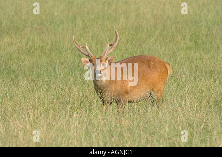 Indischer Schweinehund Cervus porcinus männlich Stockfoto