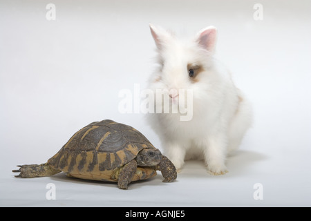 Löwenkopf Kaninchen und Schildkröte Stockfoto