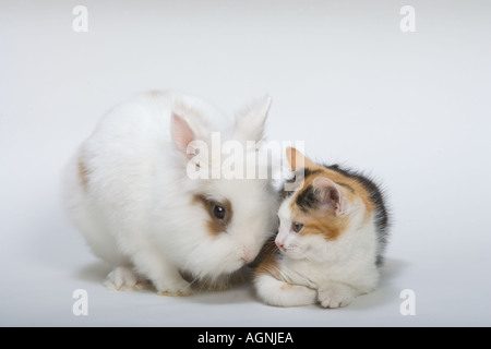 Löwenkopf-Kaninchen und Kätzchen Stockfoto
