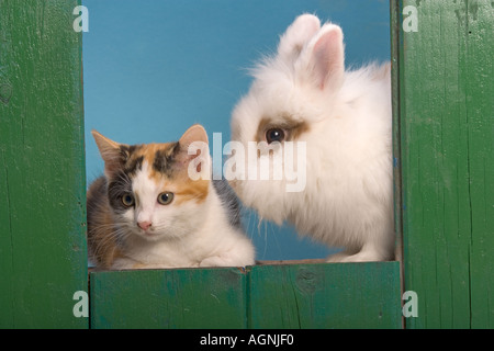 Löwenkopf Kaninchen und Tortoishell Kitten Stockfoto