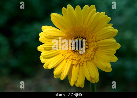Gerbera hautnah Stockfoto