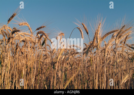Weizen Ernte bereit für die Ernte Stockfoto
