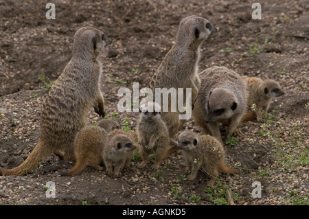 Fünf Kätzchen Erdmännchen Zoo von Edinburgh Schottland Stockfoto
