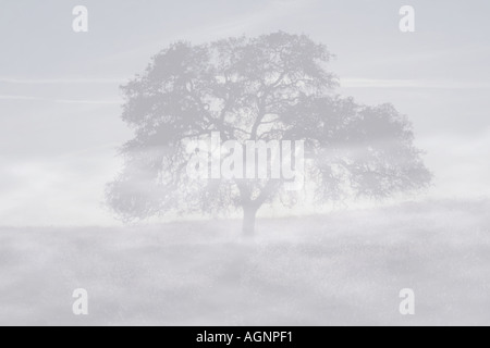 California Eiche Baum im Nebel Stockfoto