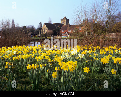 Narzissen von CHIDDINGFOLD DORF Teich im Frühling Saison. Chiddingfold Surrey England UK Europa Stockfoto