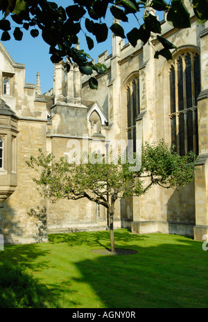 Apfelbaum vor Isaac Newton s ehemaligen Zimmern am Trinity College in Cambridge, England Stockfoto