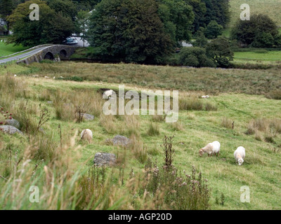 West-Dart River und Schafe auf zwei Brücken Dartmoor Nationalpark Devon England UK English Country Szene Szenen Landschaft des ländlichen Raums Stockfoto