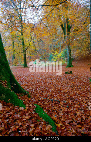 Wald gelb und orange Herbst farbige Blätter lagen auf der Erde mit Moos bedeckten Baumstamm im Vordergrund. Schottland. Stockfoto