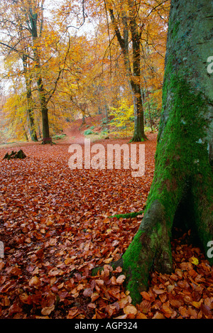 Wald gelb und orange Herbst farbige Blätter lagen auf der Erde mit Moos bedeckten Baumstamm im Vordergrund. Schottland. Stockfoto