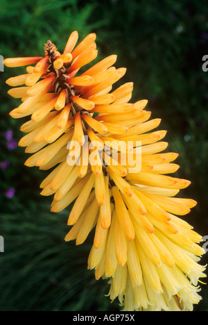 Kniphofia Tawny König Stockfoto