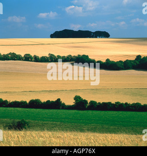 Felder auf Salisbury Plain, Wiltshire. Stockfoto