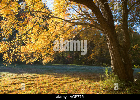 Licht scheint durch die gelben Blätter der Zucker-Ahorn im Herbst in Gloucester Massachusetts große Ledge-Eigenschaft Stockfoto