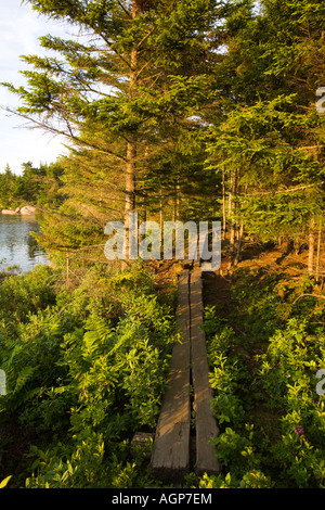 Ein Holzsteg neben The Bowl in Maine s Acadia National Park The Bowl Trail in der Nähe von den Bienenstock Stockfoto