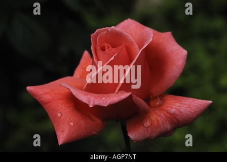 rosa-rote rose Landschaft Format Thema im Zentrum des Schusses Stockfoto