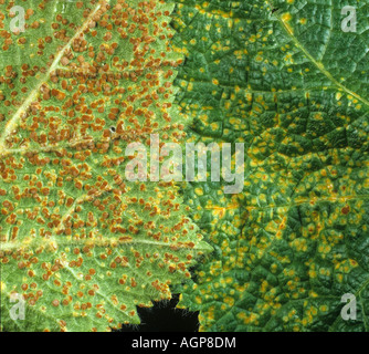 Stockrose Rost Puccinia Malvacearum auf Ober- und Untersegel eines Blattes Stockrose Stockfoto