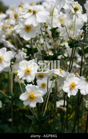 Weiße und gelbe japanische Anemonen in Surrey Sonnengarten Grenze Stockfoto