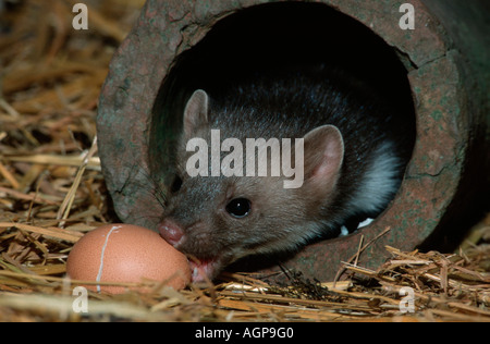 Steinmarder Stockfoto