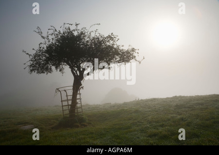 Weißdorn Baum Glastonbury Dorn oder Crataegus Monogyna Praecox auf Wearyall Hill Glastonbury Somerset England Stockfoto