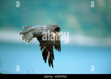 Peregrine Falcon Stockfoto