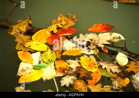 Herbstlaub auf dem Wasser schwimmt Stockfoto