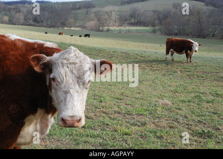 Hereford Kühe im zeitigen Frühjahr Weide in Iowa. Nahaufnahme einer Kuh. Stockfoto