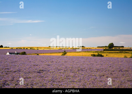 Borrage Felder in North East Lincolnshire England UK Stockfoto