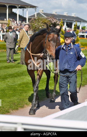 Rennpferd, geführt durch eine Parade-Ring Stockfoto