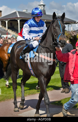 Rennpferd, geführt durch den Parade-Ring an der Doncaster Racecourse, Yorkshire, England, UK Stockfoto