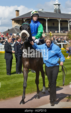 Pferd, geführt durch den Parade-Ring vor dem Gebäude der alten Tribüne an der Doncaster Racecourse Yorkshire England UK Stockfoto