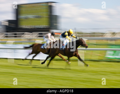 Pferderennen - zwei Pferde in einem Rennen für das Ziel Stockfoto