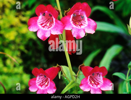 Penstemon Ätna Stockfoto