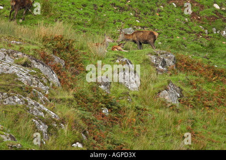 Rothirsch Cervus Elaphus Familie von einem Hirsch Reh und Rehkitz auf einem Hügel Stockfoto
