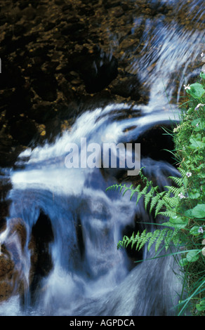 Rapid in einem Bergbach Bayerischer Wald Bayern Deutschland Europa Stockfoto