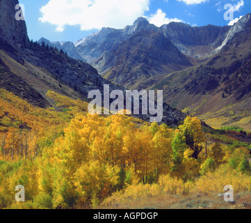 USA, Kalifornien Sierra Nevada Berge. Espe Bäume im Herbst Farbe im Bereich McGee Creek. Stockfoto